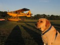 In Gull Lake, MN with a Husky on amphibs